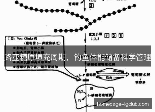 路亚糖原填充周期，钓鱼体能储备科学管理